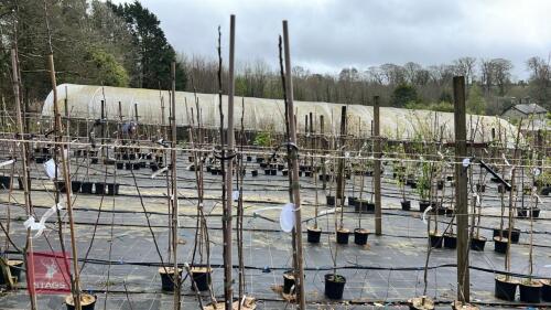 2 APPLE TREES 'LORD DERBY'