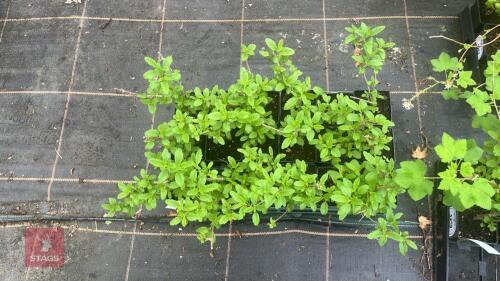 18 CARYOPTERIS INCANA 'DELFT BLUE'