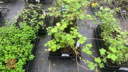 14 RIBES 'WHITE ICICLE'