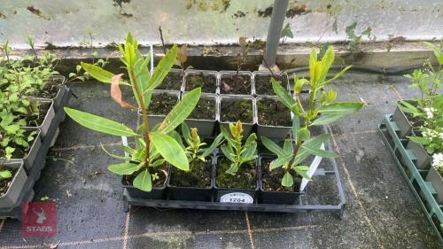 12 MIXED SHRUBS