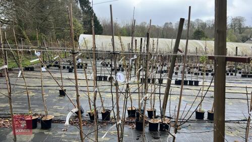 3 APPLE TREES 'JAMES GRIEVE'