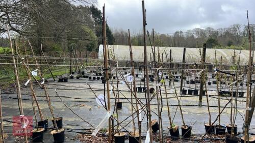 2 APPLE TREES 'JAMES GRIEVE'