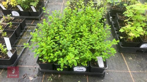 20 SPIRAEA NIPPONICA 'SNOWMOUND'