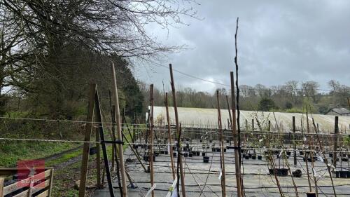 3 APPLE TREES 'HOWGATE WONDER'