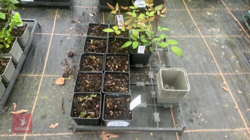 10 PHYSOCARPUS OPULIFOLIUS 'DIABLE D'OR'