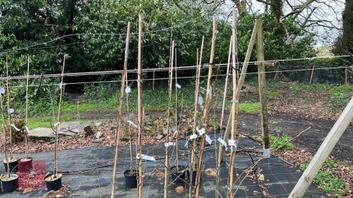 4 APPLE TREES 'HONEYCRISP'