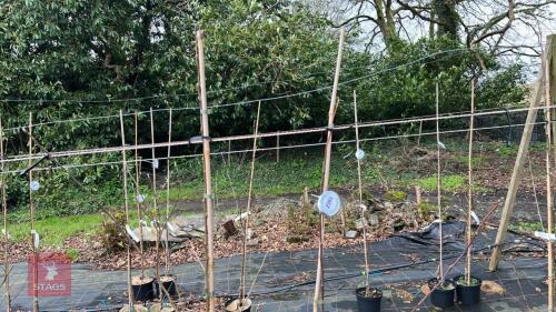 2 APPLE TREES 'HONEYCRISP'