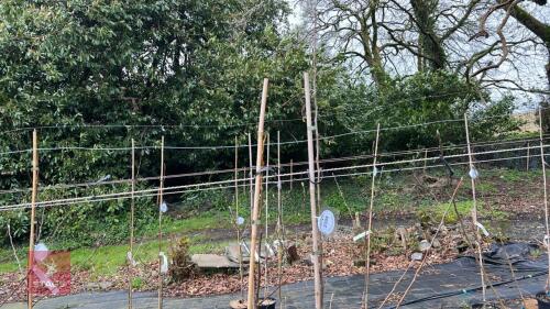 2 APPLE TREES 'HONEYCRISP'