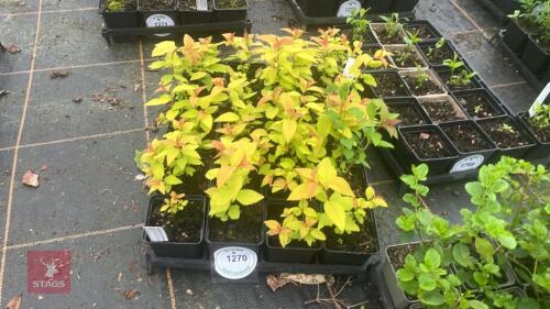 20 SPIRAEA JAPONICA 'GOLD MOUND'