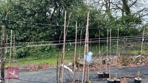 2 APPLE TREES 'HEREFORDSHIRE RUSSET'