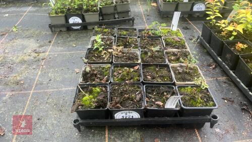 9 PHYSOCARPUS OPUIFOLIUS DIABLO
