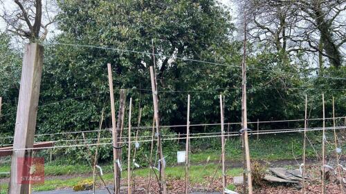 2 APPLE TREES 'HEREFORDSHIRE RUSSET'