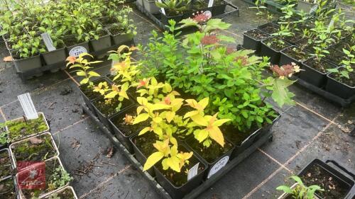 17 MIXED SHRUBS