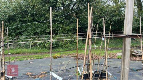3 APPLE TREES 'GRENADIER'