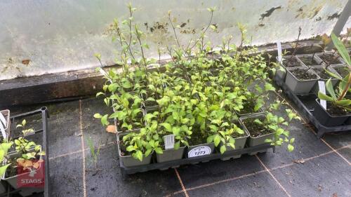 20 CERATOSTIGMA WILLMOTTIAMUM