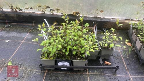 12 MIXED SHRUBS