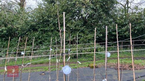 1 APPLE TREE 'BOUTIFUL'