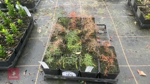 6 CRYPTOMERIA JAPONICA ELEGANS