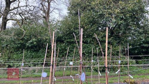 3 APPLE TREES 'EPICURE'