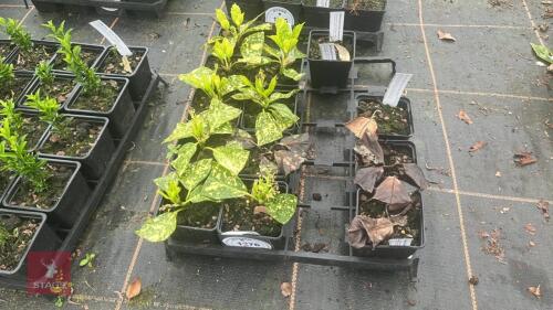 8 AUCUBA JAPONICA 'GOLD STRIKE'