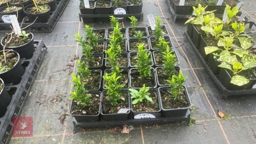19 EUONYMUS 'GREEN ROCKET'