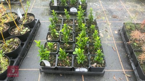 20 EUONYMUS 'GREEN ROCKET'