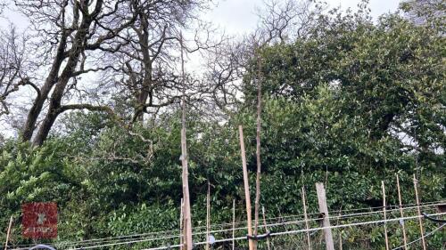 2 APPLE TREES 'EGREMONT RUSSET'