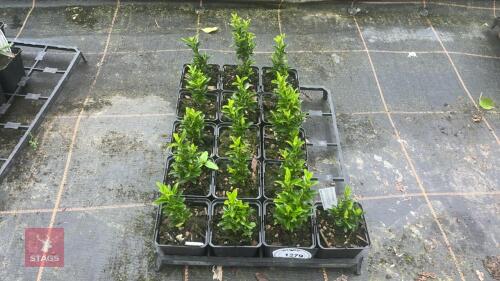 16 EUONYMUS 'GREEN ROCKET'