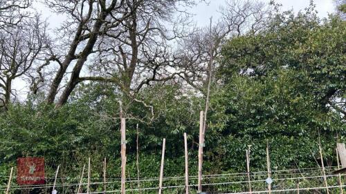 2 APPLE TREES 'EGREMONT RUSSET'