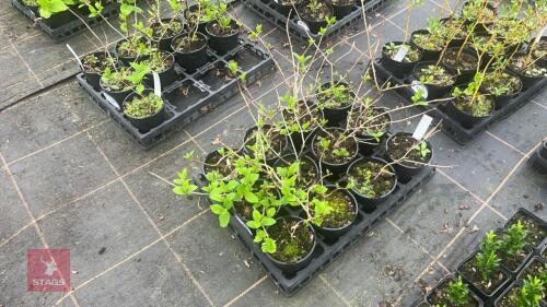 10 HYDRANGEA PANICULATA 'LIME LIGHT'