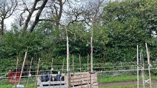 2 APPLE TREES 'EGREMONT RUSSET'