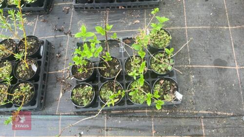 7 HYDRANGEA PANICULATA 'LIME LIGHT'