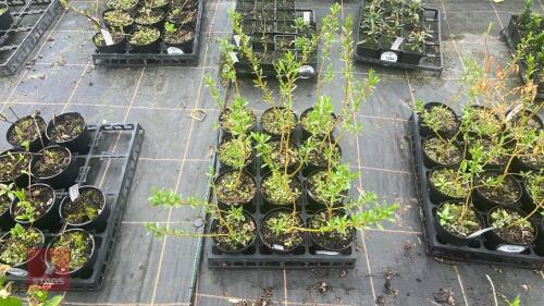12 SALIX ALBA CHERMESINA