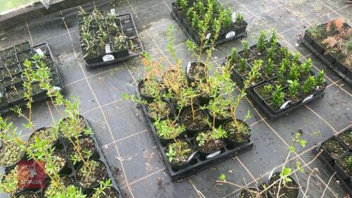 12 SALIX ALBA CHERMESINA