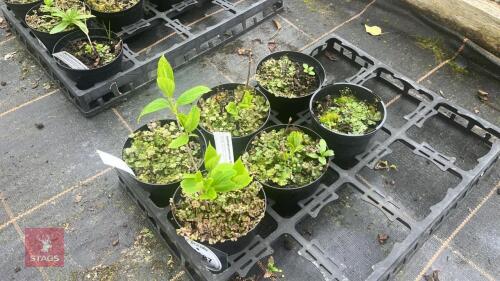 3 HYDRANGEA PANICULATA PHANTOM