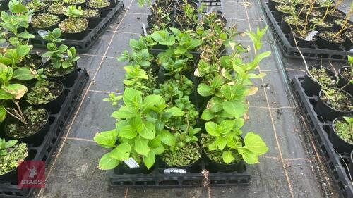 12 HYDRANGEA MACROPHYLLA ENDSLEIGH