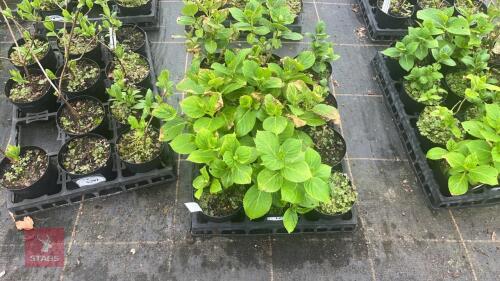 12 HYDRANGEA MACROPHYLLA ENDSLEIGH