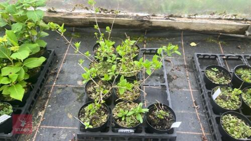 7 HYDRANGEA PANICULATA LIMELIGHT
