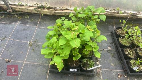 12 MACROPHYLLA 'GENERALE VICOMTESSE VIB'