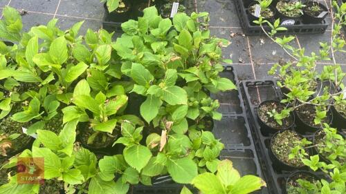 8 MACROPHYLLA 'GENERALE VICOMTESSE VIB'