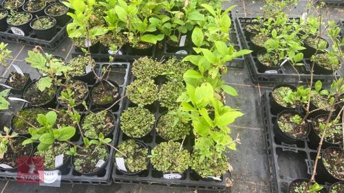 3 HYDRANGEA 'TELLER WHITE'