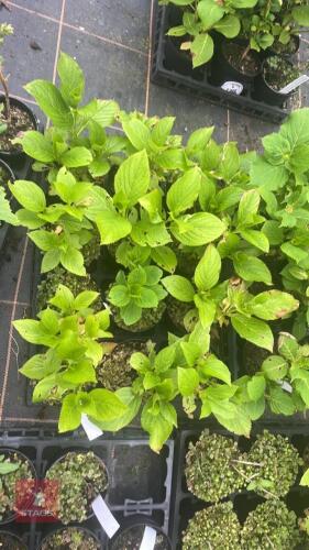 12 MIXED HYDRANGEA PLANTS