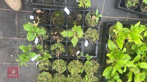 6 MIXED HYDRANGEA PLANTS