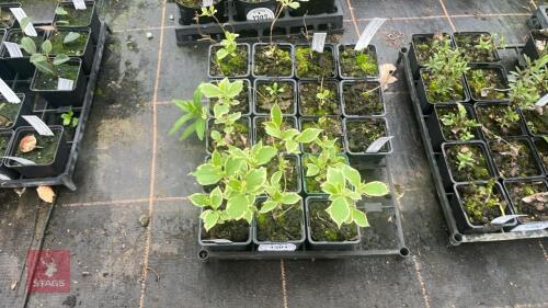 10 WEIGELA FLORIDA VARIEGATA