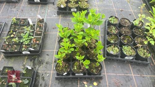 11 HYDRANGEA PANICULATA OCTOBER BRIDE
