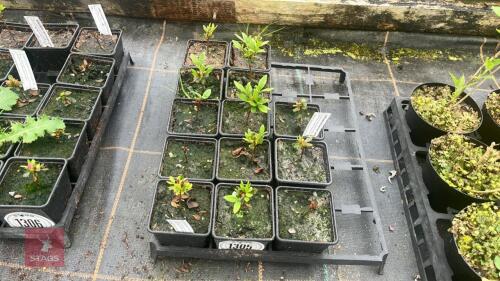 10 AZALEA EVERGREEN HYBRID