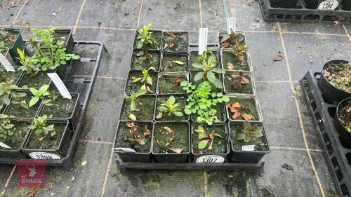 9 MIXED AZALEA EVERGREEN HYBRID