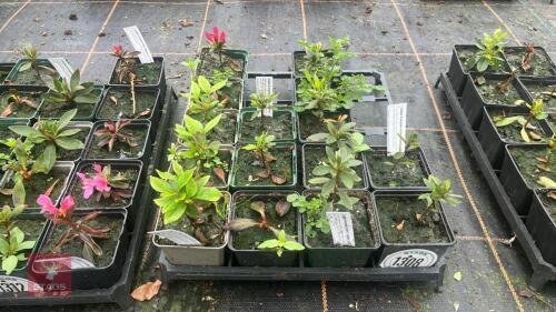 13 MIXED AZALEA EVERGREEN HYBRIDS
