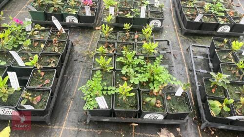 12 AZALEA EVERGREEN 'MARY DESBY'