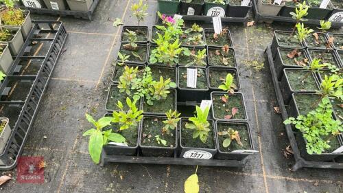 16 MIXED AZALEA EVERGREEN HYBRIDS